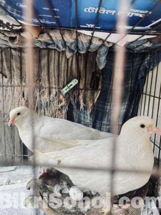 কবুতর